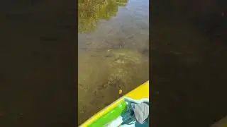 Muchos peces en el mar