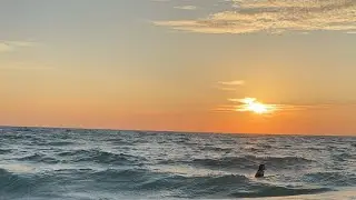 Pretty Florida Sunset at Vanderbilt Beach, Napes Florida- live, in HD