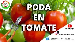 &iquest;C&Oacute;MO PODAR EL CULTIVO DE TOMATE?