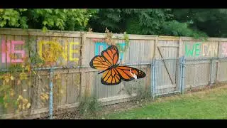 Butterflies ARE PRETTY...GROSS!