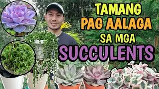 HOW TO CARE FOR SUCCULENTS | TIPS FOR A HEALTHY SUCCULENTS