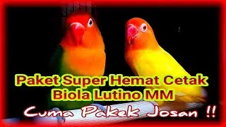 Cara Mencetak Lovebird Biola Lutino MM dengan Paket Super Hemat