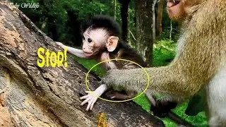 Monkey Candy rushes to stop baby Carlino from climbing tree Cos concern of falling down