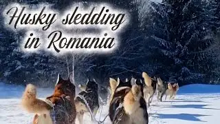 Husky sledding experience in Harghita, Romania. 