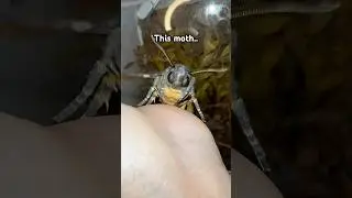 Get him some shades! Cos he&rsquo;s too cool #moths