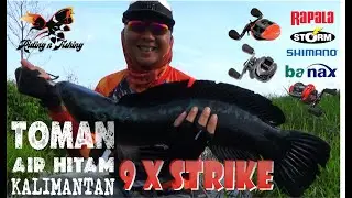 9 x Strike Toman Air Hitam Kalimantan
