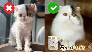 I feed this to my cats, and the results are amazing. Pinkpawpal Pet Supplement.