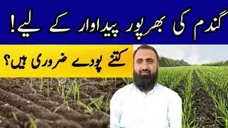 What should be Wheat Plant Population Per Acre for Optimum Yield || Bilal Kanju Official