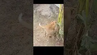 cute puppy play