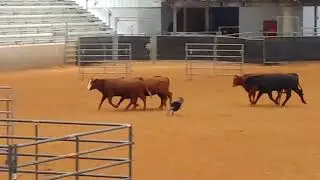 Moyer cattle shoot out 2017