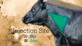 BQA Injection Site
