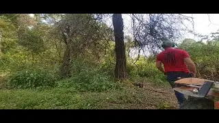 Timber and Bucking Honey Locust, Self Split!
