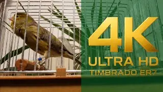 🏅 The Best 🏆 Timbrado Espa&ntilde;ol Classico Original 17/12 _ Part 1 4K Forest Green Canary