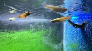 Feed my Fundulus cingulatus small fruit flies. (Killifish)