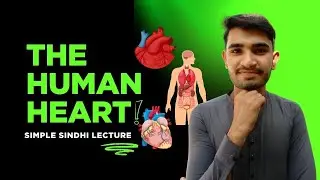 The Human Heart | Explained in Sindhi | Science Lecture | Part 2
