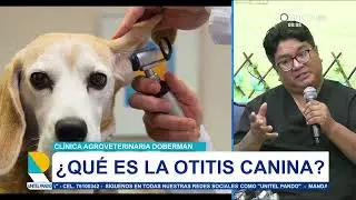 Especialista advierte sobre la otitis canina y recomienda controles peri&oacute;dicos