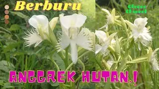 Bunga Langka.! ada yg tahu ini jenis Bunga apa.?