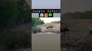 Jungle Safari 🌳🐯🐅 #tiger #travel #jungle #safari #india
