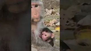 Beautiful lovely best activity ❤️ of new baby monkey  playful attractive #shorts #shortsfeed