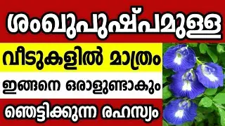 ശംഖുപുഷ്പമുള്ള വീടുകളിൽ ഇങ്ങനെ ഒരാൾ ഉണ്ടാകും,നിങ്ങളുടെ വീട്ടിൽ ഈ ചെടി ഉണ്ടോ
