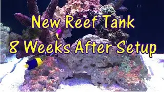 New Reef Tank: The First 8 Weeks: What to Expect