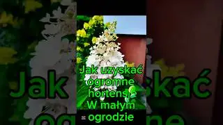 Ogromna hortensja w małym ogrodzie &ndash; zobacz, jak to możliwe!  #hortensje #ogr&oacute;d #cieciehortensji