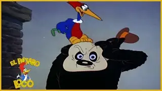 El Pájaro Loco Episodio Completo | Toc Toc | Dibujos Animados | Caricaturas