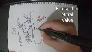 Human Heart Model
