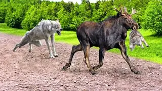 Moose vs. Wolf | Rare Battles of Animals Caught on Camera