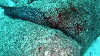 Viper Moray Eel