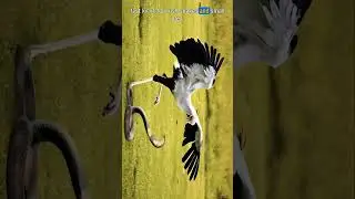 This Bird Kicks Snakes to Death in Seconds! 🐍⚡ #animals #viralshorts #facts