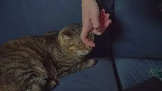What Your Cat’s Purr REALLY Means 🐾 (Science Explained)