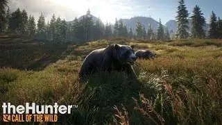 Again bear   the hunter call of the wild