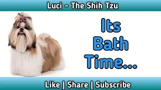 Luci the Shih Tzu's Adorable Bath Time - Grooming Tips for Shih Tzu Owners