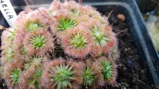 Nitidula x Pulchella