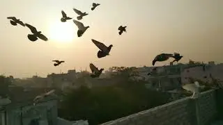 Kabuter aage  kar ne ki choti se kosis 