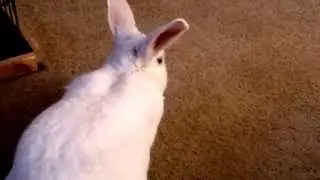 Jasper Escapes