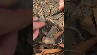 Queen ant hunting! #ant #ants #antfarm #queenant