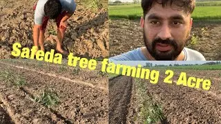 Ajj lga ta 2 kilaaa cha safedaa#trees #organicfarming #treesfarming#youtube videos