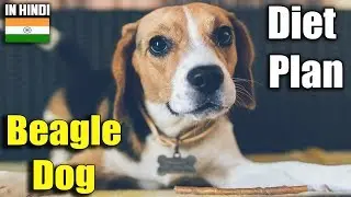 beagle | diet plan | amazing facts in hindi | Animal Channel Hindi