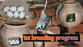 Budgies parrot ki First breeding progress 