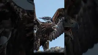 Tiny Bird BULLIES Massive Eagle!❤️