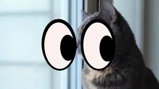 Welcome To Funny Animal Quest!