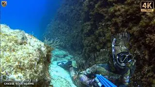 CHASSE SOUS MARINE Thon geant 😱 Denti Peche sous marine méditerranée