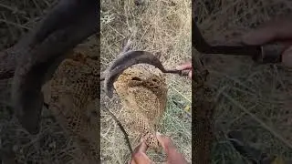 Honey Hunting Desi Style Youtube Title🍯🐝