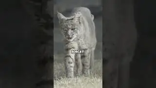 Bobcat: North America's Stealthiest Predator 🐾 #Bobcat #Predators #shorts
