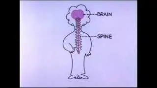 Telegraph Line  ( nervous system).wmv