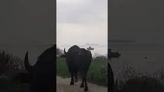 An Escaped Buffalo Enjoys Its Last Moments of Freedom #asmr, #buffalo, #greece