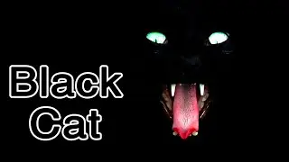 Black Cat Eyes in the Dark 🐱