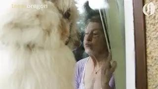 Llama visits nursing home, greets residents through the windows